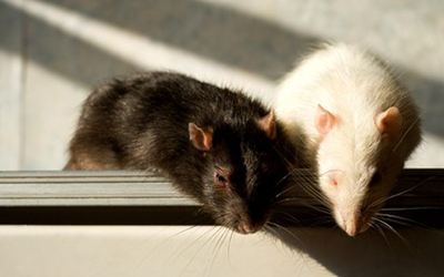 3 Effective Rodent Proofing Tips To Follow Right Now
