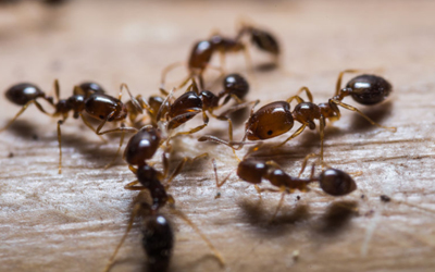 Pest Myths Debunked
