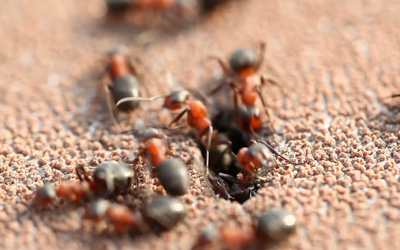 Dangers Ants